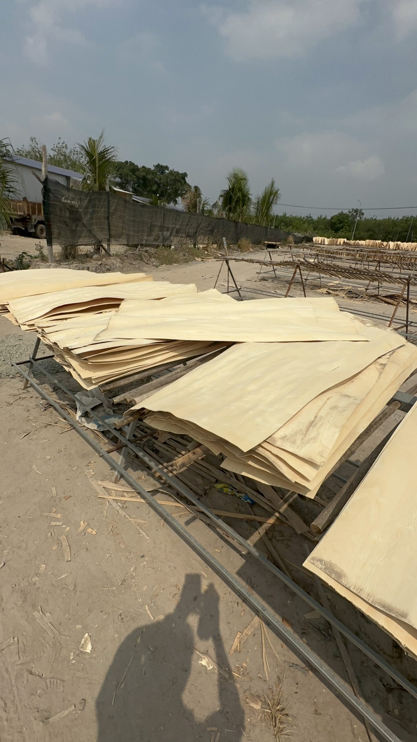 ván bóc cao su (rubberwood veneer / core veneer) – nguyên liệu sản xuất ván Ép ván bóc cao su (rubberwood veneer / core veneer) – nguyên liệu sản xuất ván Ép