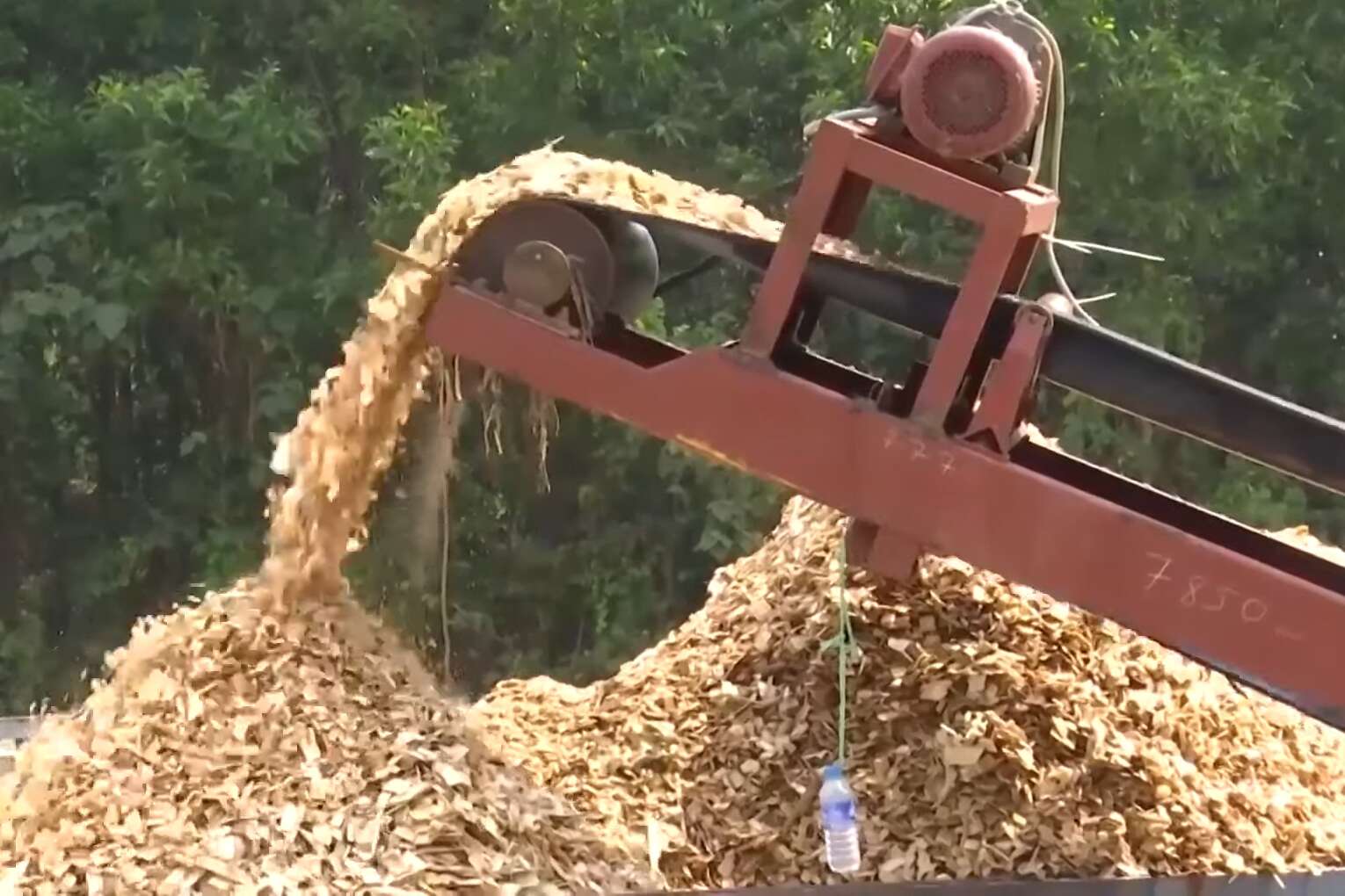 Dăm Gỗ Xuất Khẩu (Wood Chips) – Nguyên Liệu Bột Giấy & Sinh Khối - Ảnh 3